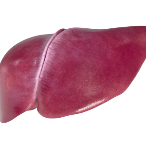 Liver Health